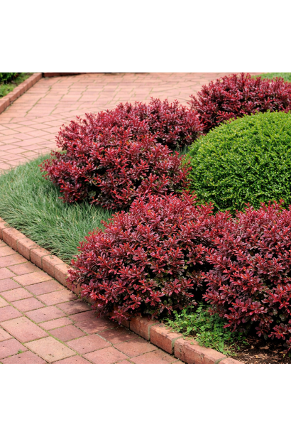 Барбарис тунберга Пигми Руби в ландшафте